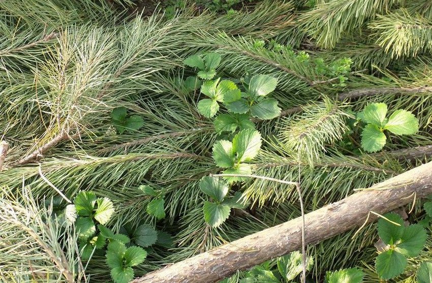 Підготовка полуниці до зими Підготовка полуниці до зими