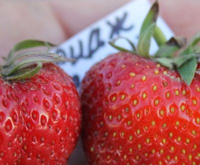 Особливості вирощування та догляду за полуницею Кембридж Фаворит