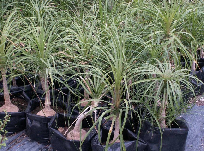 B. stricta (стиснута)