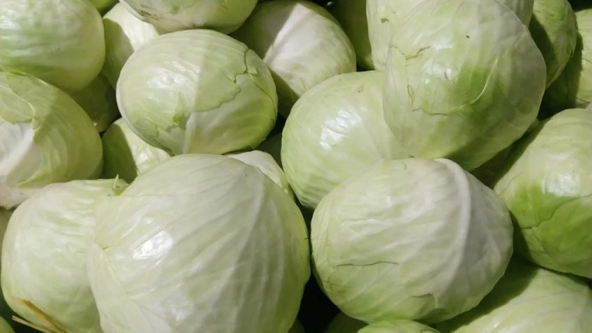 Хороша капуста для засолювання
