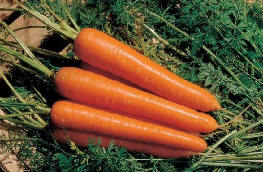 Морква Амстердам Морква Амстердам