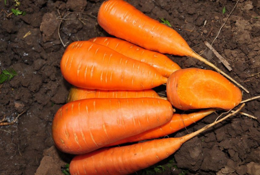 Морква Шантане Морква Шантане