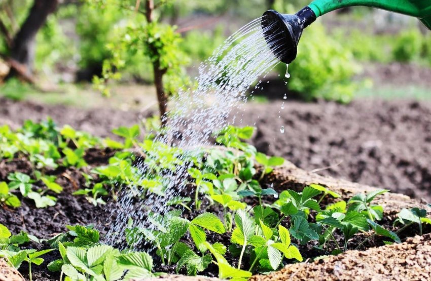 Полив полуниці