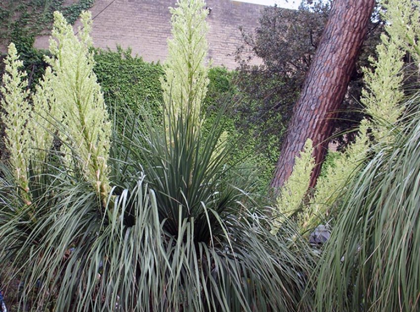 B. longifolia (довголиста)