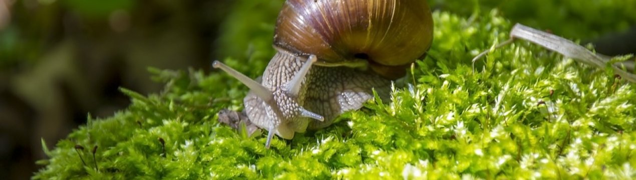 Українська улиточная ферма годує європейців