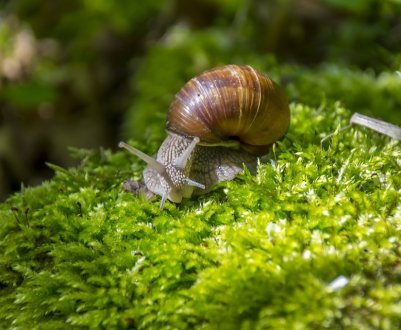 Українська улиточная ферма годує європейців