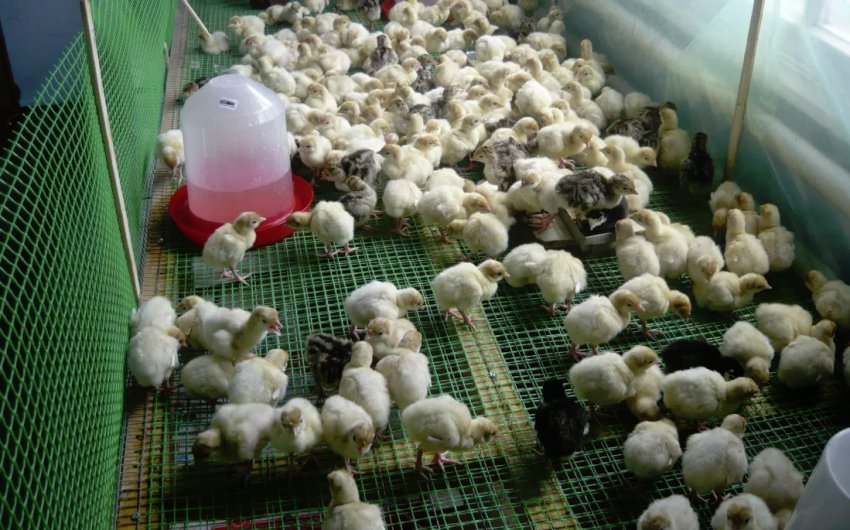 Зміст і догляд за индюшатами Зміст і догляд за индюшатами