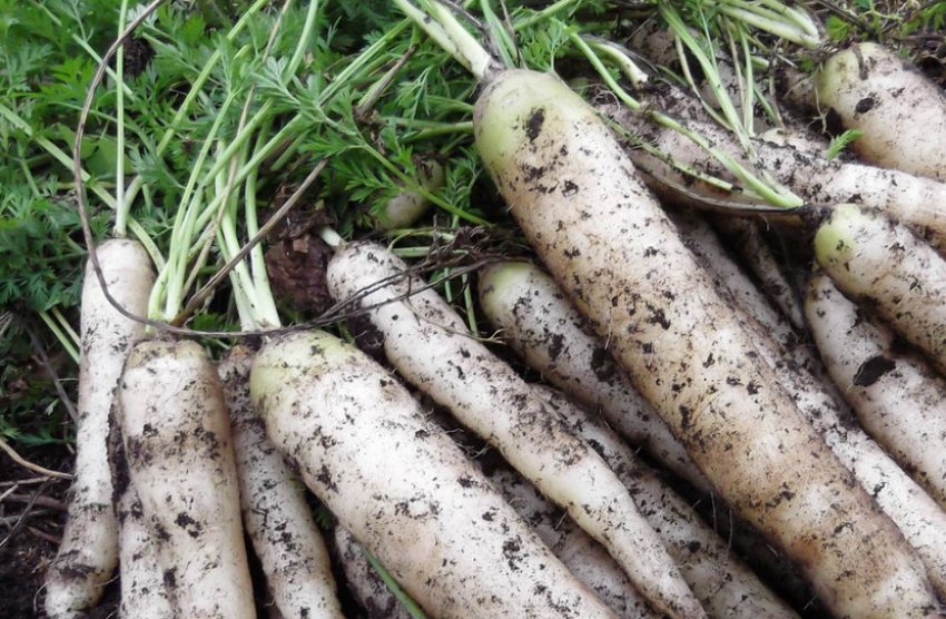 Біла морква Біла морква