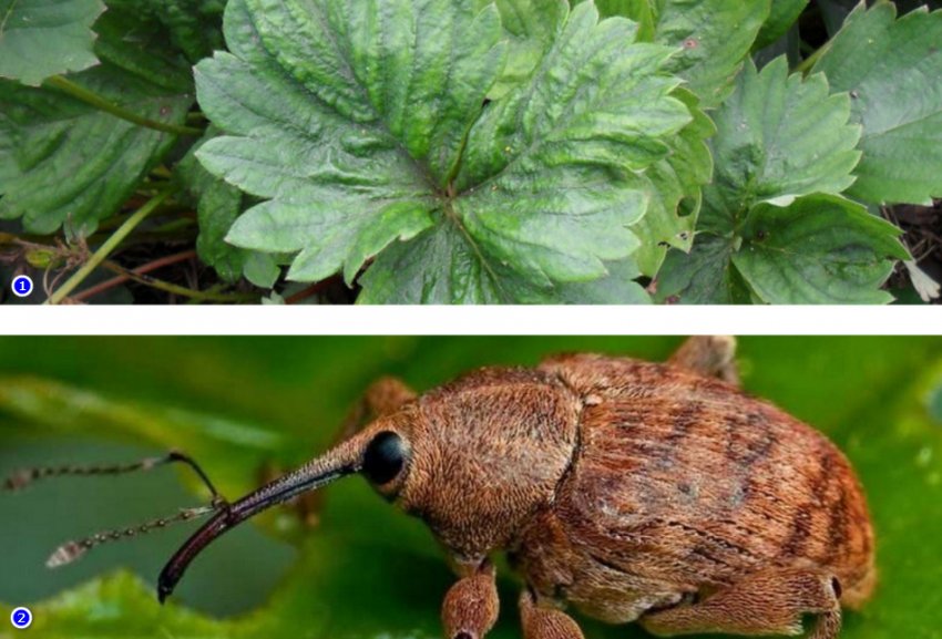 Шкідники полуниці