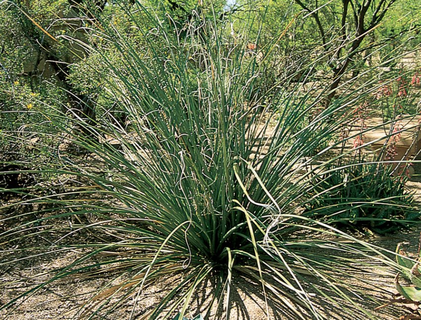 B. microcarpa (дрібноплідна)