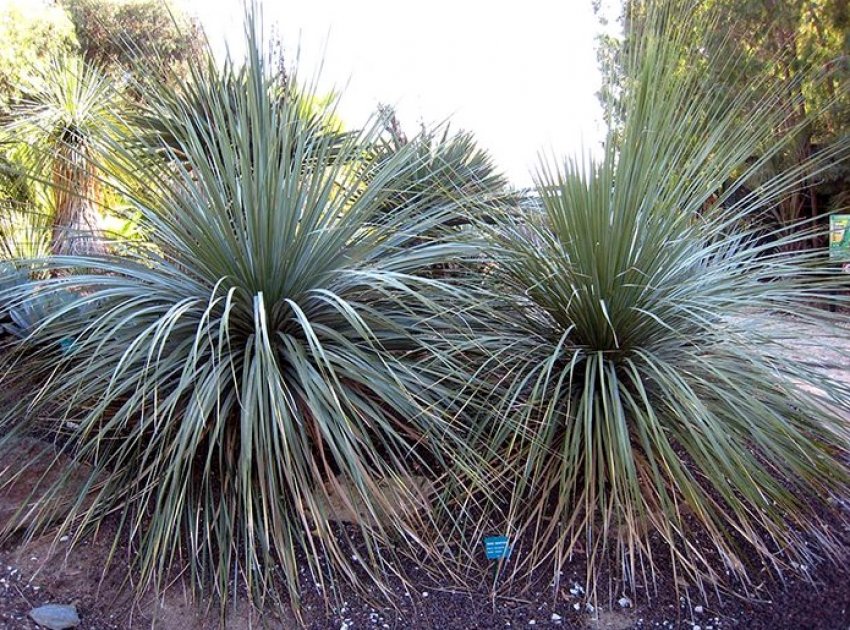 B. nelsonii (Нельсона)