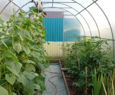 Що посадити у теплиці поруч з огірками