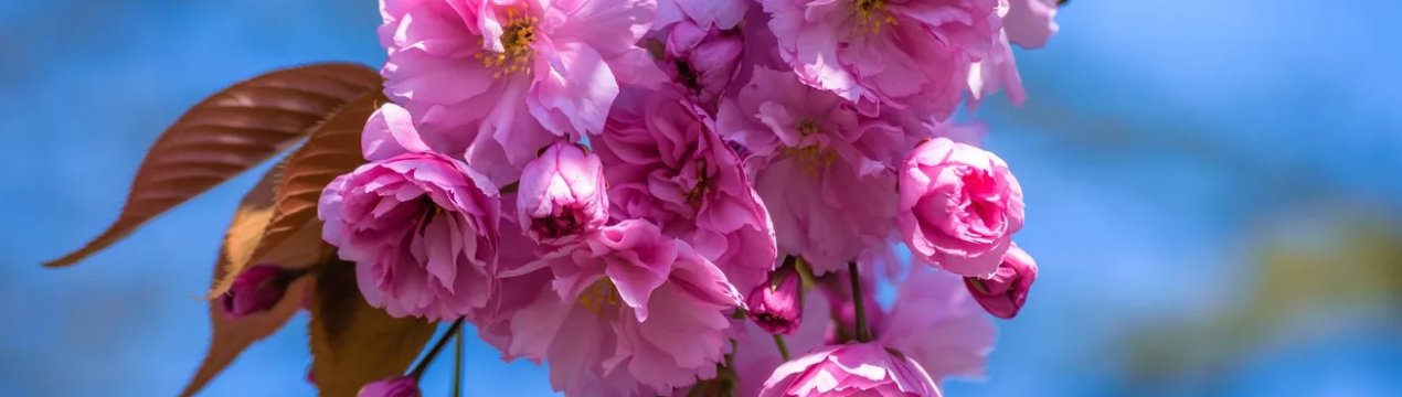 Суперінтенсивні сади проникають в особисті подвір'я росіян