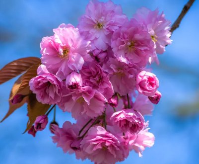 Суперінтенсивні сади проникають в особисті подвір'я росіян