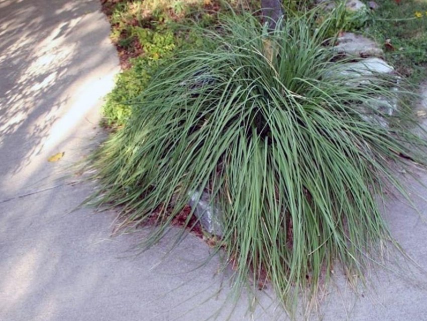 B. lindheimeriana (Линдемейра)