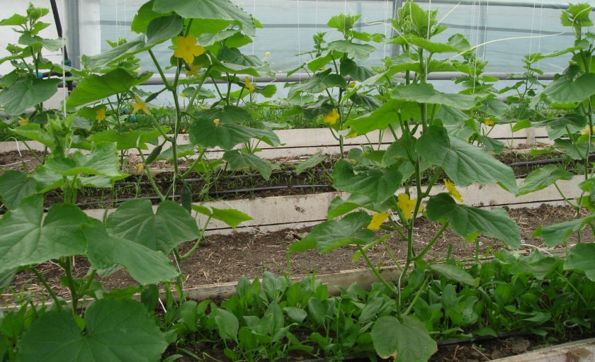 Что можно выращивать в теплице совместно с огурцами?
