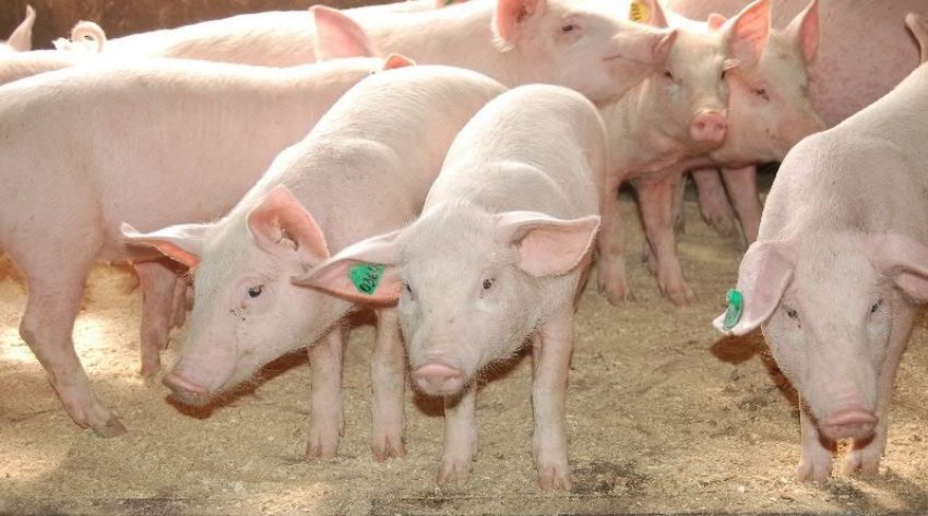 М`ясні породи свиней