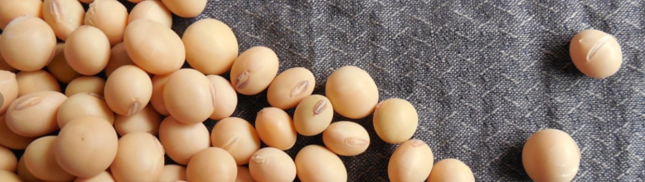 Запаси сої в Україні досягли рекордного рівня