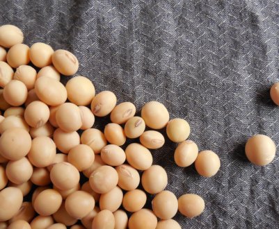 Запаси сої в Україні досягли рекордного рівня 