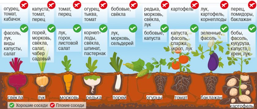 Какие овощи можно выращивать в теплице вместе с огурцами?