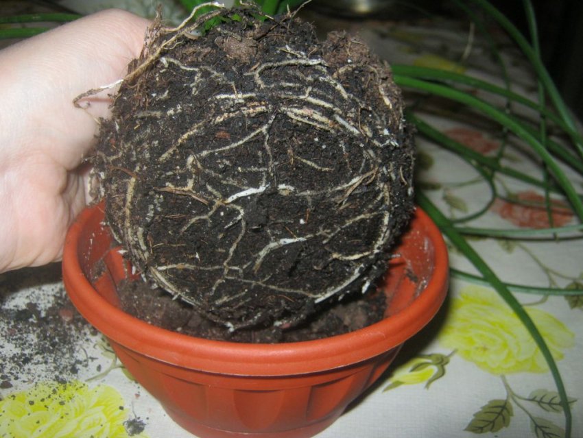 Пересадка Бокарнеи