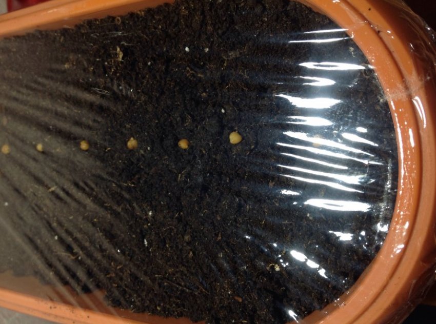 Вирощування з насіння