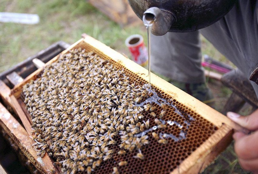 Густий корм