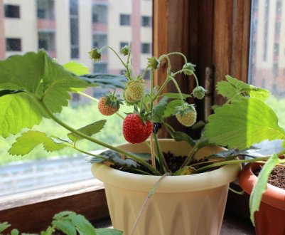 Вирощування полуниці в домашніх умовах