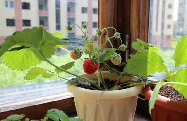 Можно ли выращивать клубнику дома на подоконнике