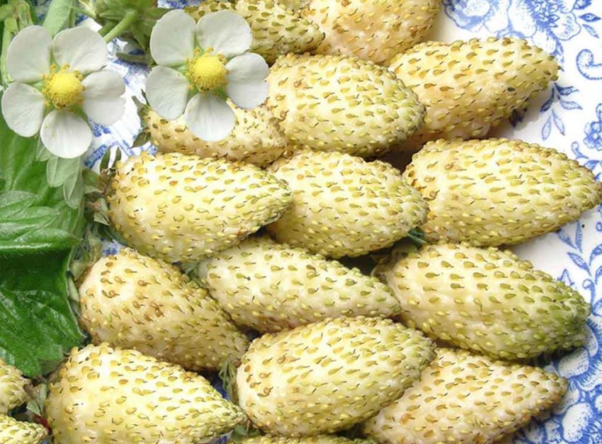 Полуниця сорту Білосніжка