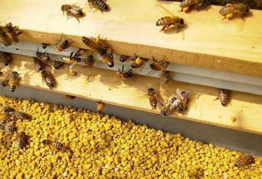 Подкормка пчел весной сахарным. Корм для пчел. Подкорм пчел. Подкормка пчел. Корм для пчёл зимой.