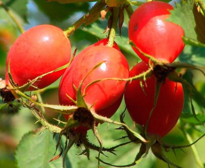 Вінницькі лісівники вирощують шипшина без колючок
