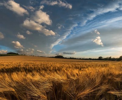 На Закарпатті та у Полтавській області град пошкодив посіви і зелені насадження