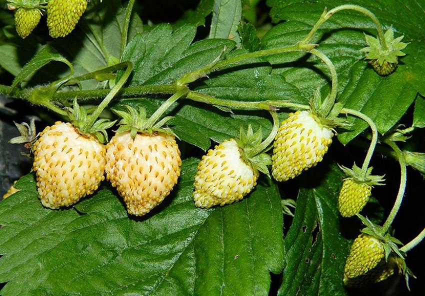 Полуниця сорту Золотинка