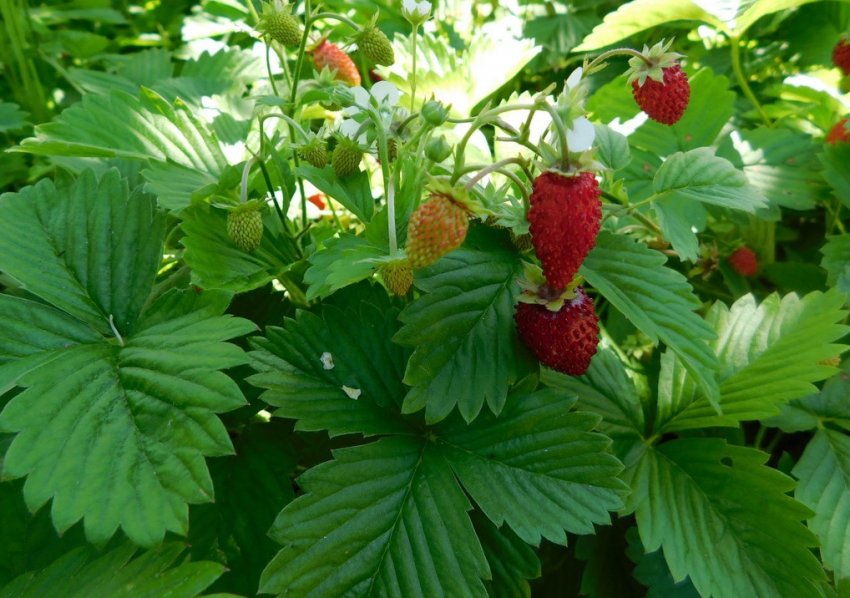 Полуниця сорту сорт руяна