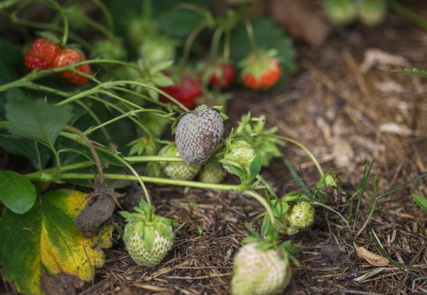 Сіра гниль суниці