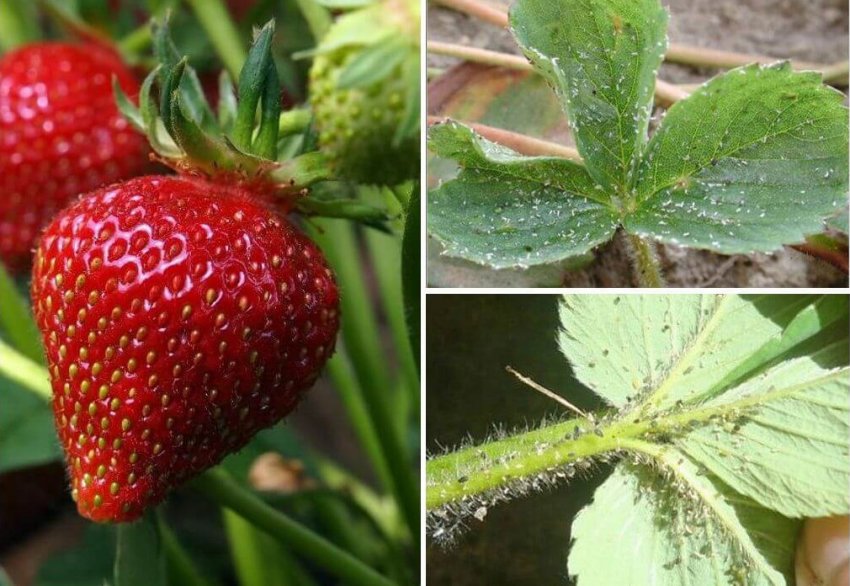 Попелиця на полуниці