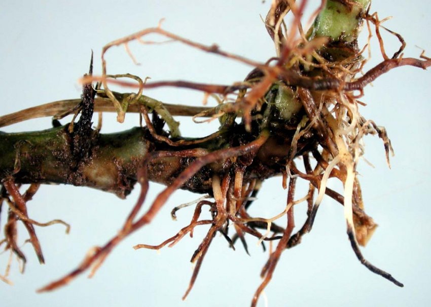 Чорна ніжка полуниці