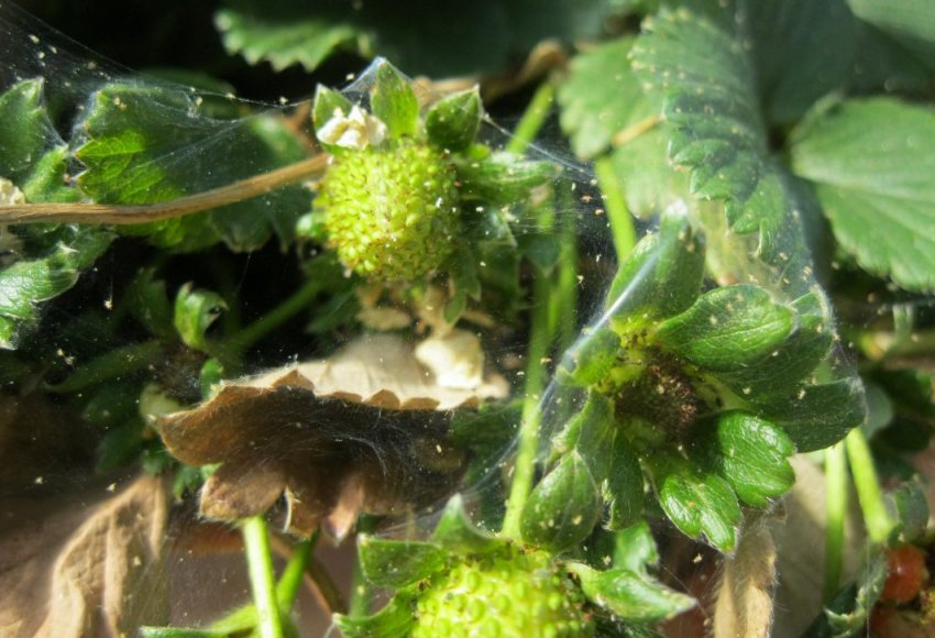 Павутинний кліщ на клубникке