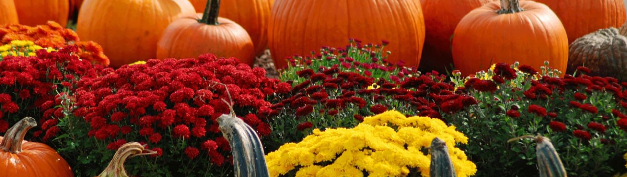 Фермер з Хмельницької області виробляє дороге масло з дешевих овочів
