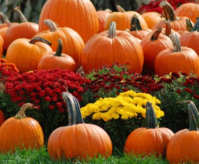 Фермер з Хмельницької області виробляє дороге масло з дешевих овочів