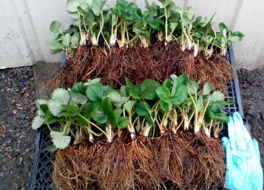 Саджанці полуниці