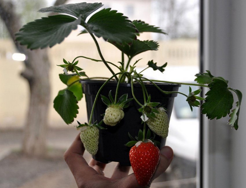 Великоплідна полуниця