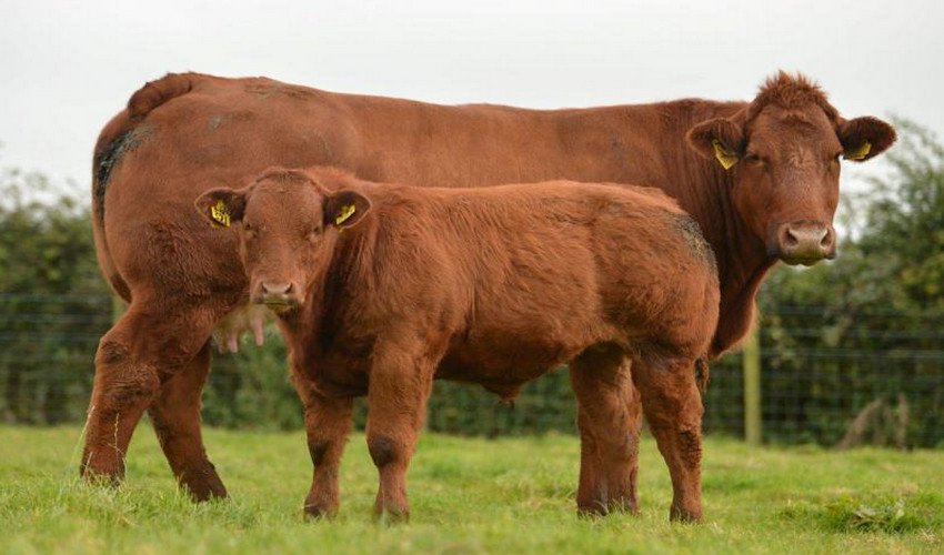 Корова породи Лімузин Корова породи Лімузин