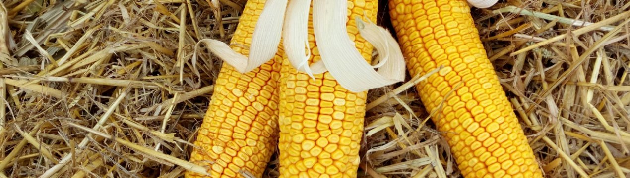 Львівська область: кукурудза змагається з соняшником