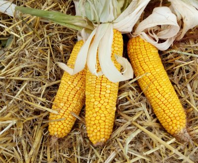 Львівська область: кукурудза змагається з соняшником 