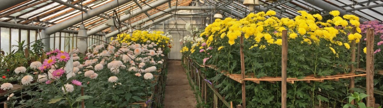 Зимівля хризантем в теплиці