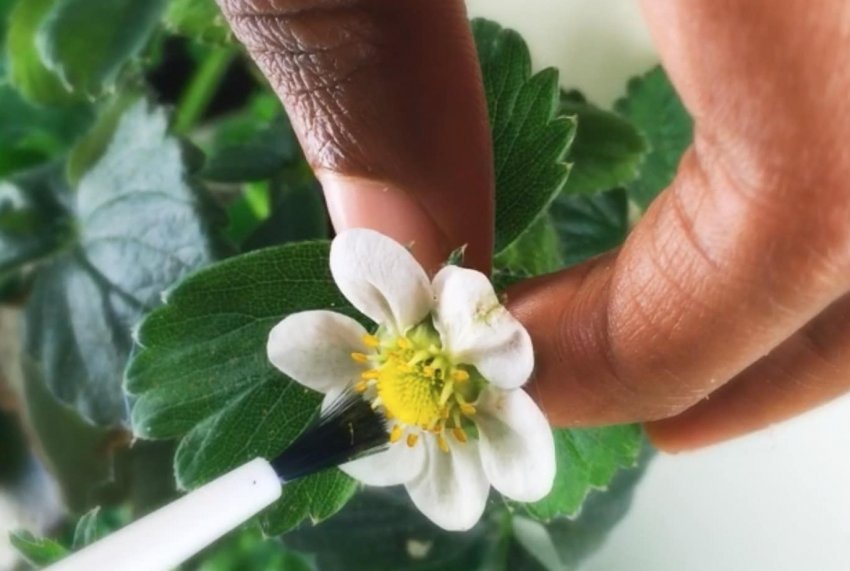 Запилення полуниці пензликом