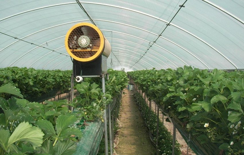 Посадка клубники елизавета уход за ней. 73915.pr4li0.850. Посадка клубники елизавета уход за ней фото. Посадка клубники елизавета уход за ней-73915.pr4li0.850. картинка Посадка клубники елизавета уход за ней. картинка 73915.pr4li0.850. Добавить в избранное