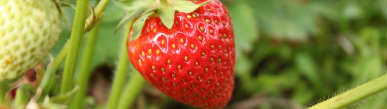 Особливості посадки і догляду за полуницею Полька